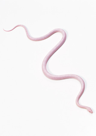 Blizzard corn snakeの写真素材