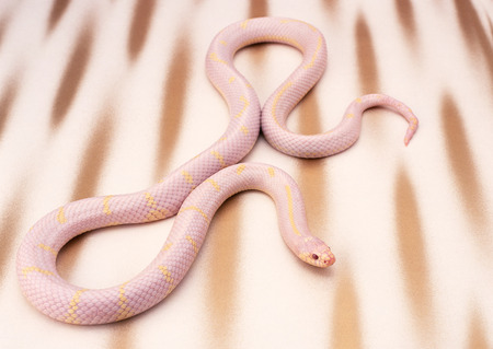 Albino California king snakeの写真素材