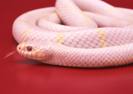 Albino California king snakeの写真素材