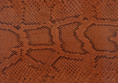 Snake skin