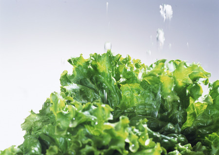 Leaf lettuceの写真素材