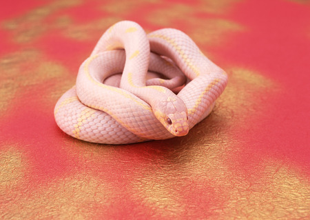 Albino California king snakeの写真素材