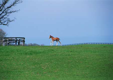 Child horseの写真素材