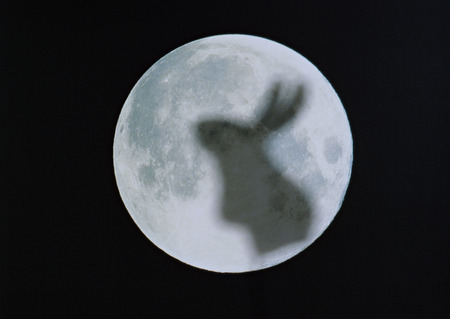 Rabbit and the moonの写真素材