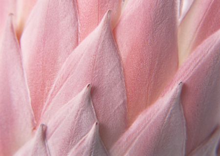 King Proteaの写真素材