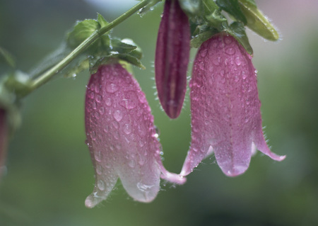 Spotted bellflowerの写真素材