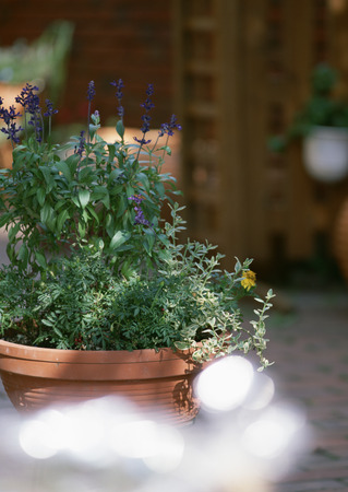 Pot Plantの写真素材