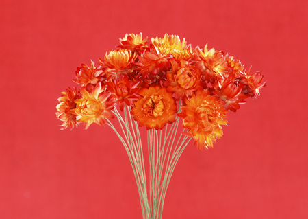 Dried Flowerの写真素材