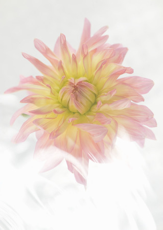 A Flowerの写真素材