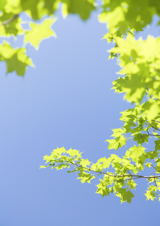 Blue sky and a treeの写真素材