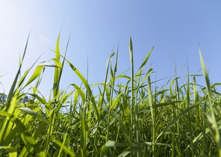 Blue sky and wild grass