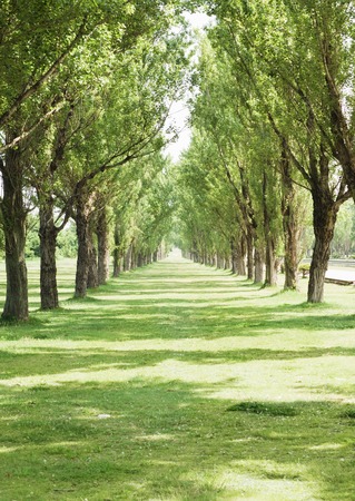 Tree-lined streetの写真素材