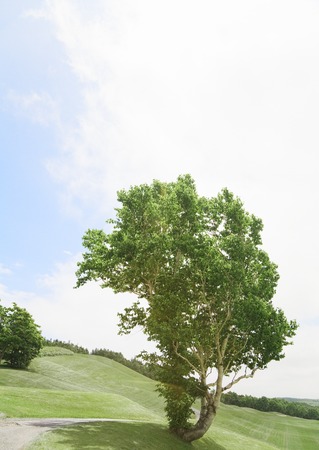 Blue sky and a tree