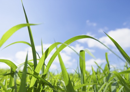 Blue sky and field of grass