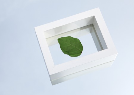 A leaf in frameの写真素材