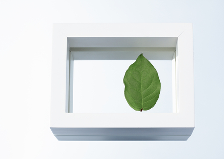 A leaf in frame