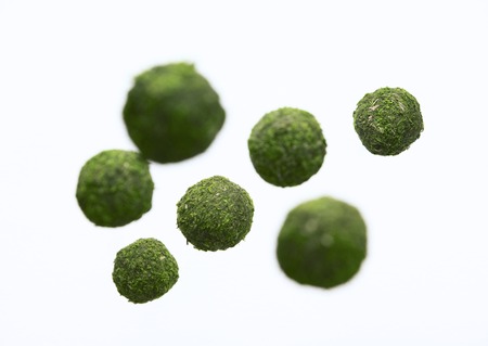 Moss ballsの写真素材