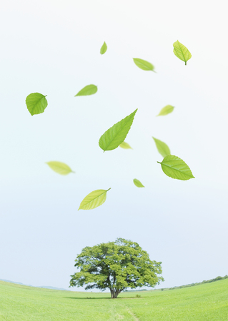 Tree in grass and leavesの写真素材