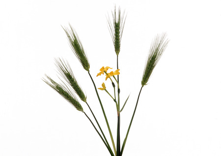 Arranged flowerの写真素材