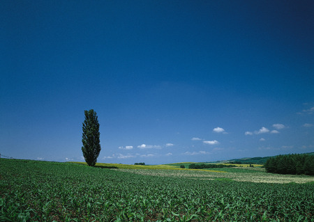 Field and Poplarの写真素材