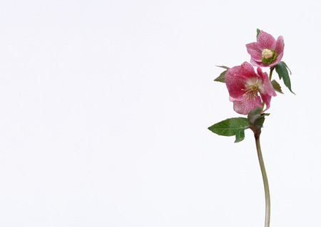 Bridal & Celebratory occasionsの写真素材