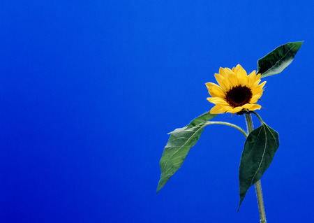 Bridal & Celebratory occasionsの写真素材