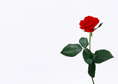 Bridal & Celebratory occasionsの写真素材