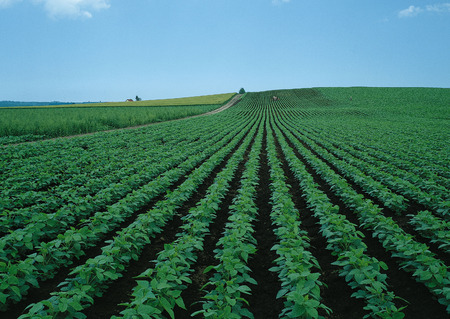 Potato Field