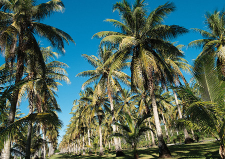 Palm Treeの写真素材