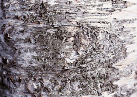 White Birch