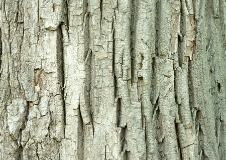 Japanese Poplar
