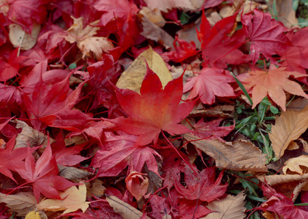 Fallen Leaf