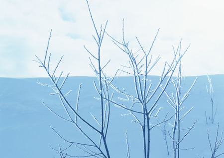 Soft Rimeの写真素材