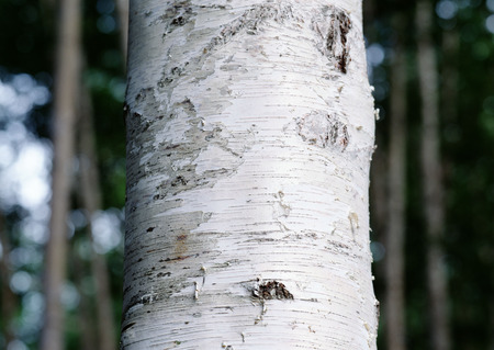 White Birchの写真素材