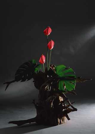 Flower Arrangementの写真素材