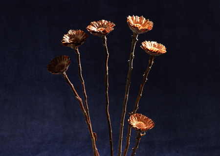 Dried Flowerの写真素材