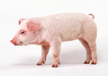 Pigの写真素材