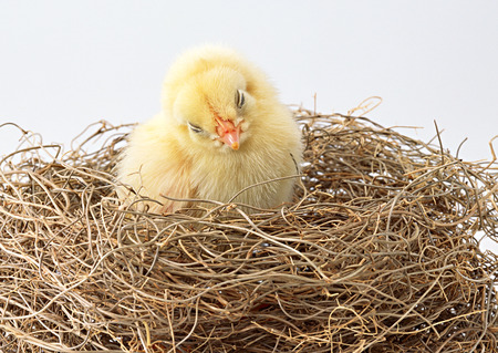 Chickの写真素材