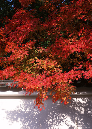 Colored Leavesの写真素材