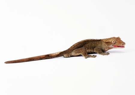 Gecko Lizardの写真素材