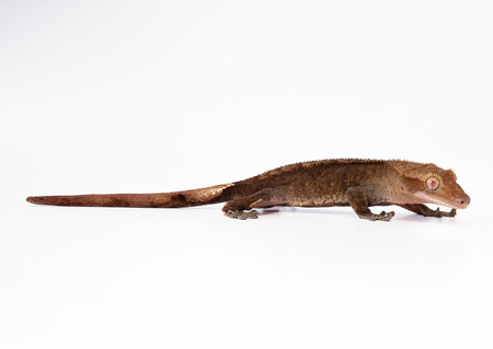 Gecko Lizardの写真素材
