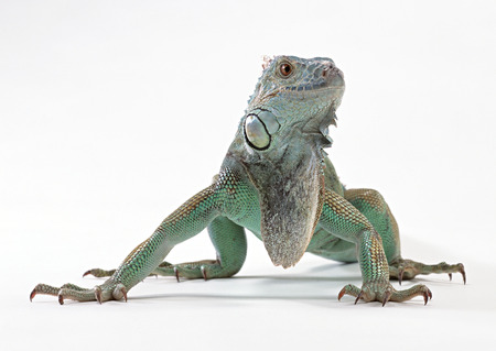 Green Iguanaの写真素材