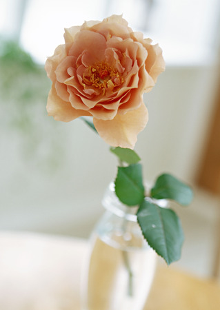 Roseの写真素材