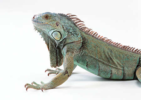 Green Iguanaの写真素材