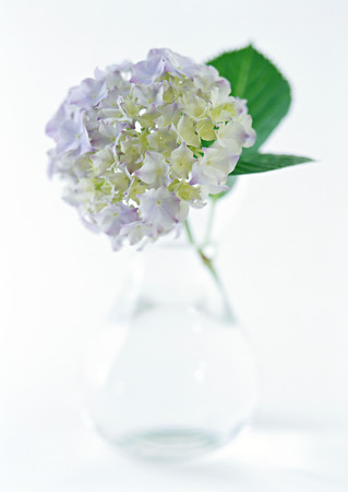 Hydrangeaの写真素材