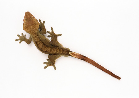 Gecko Lizardの写真素材