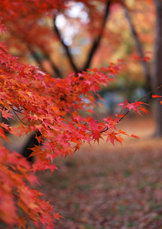 Colored Leavesの写真素材