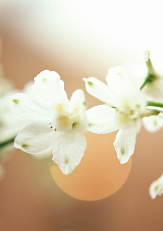 Flowerの写真素材
