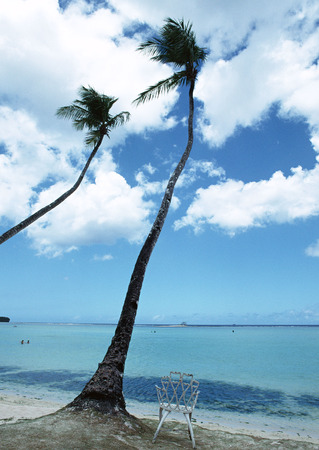 Palm Treeの写真素材