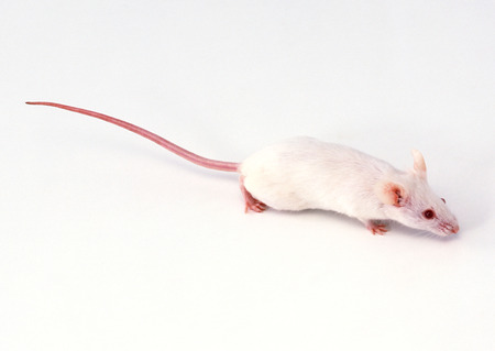 Mouseの写真素材